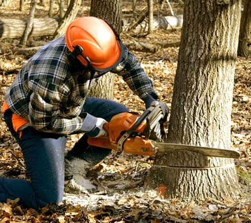 Tree Removal in Bivalve, MD